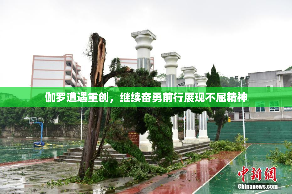 伽罗遭遇重创，继续奋勇前行展现不屈精神