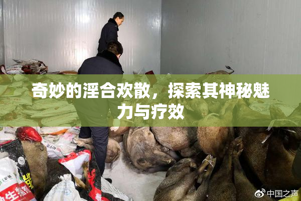 奇妙的淫合欢散，探索其神秘魅力与疗效