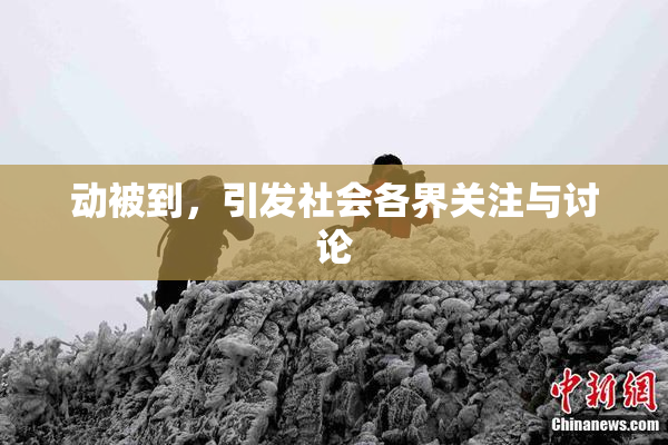 动被到，引发社会各界关注与讨论