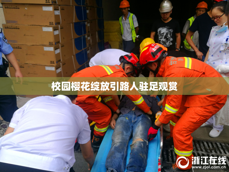 校园樱花绽放引路人驻足观赏