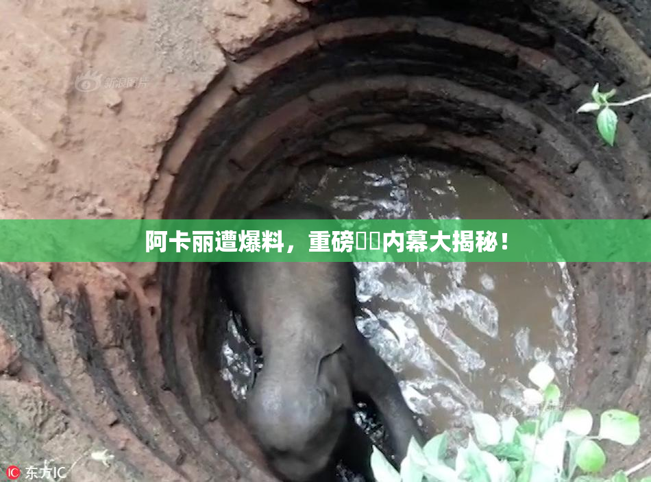 阿卡丽遭爆料，重磅❌‌内幕大揭秘！