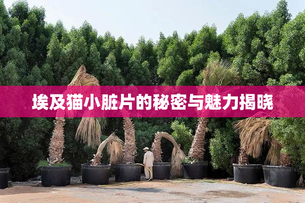 埃及猫小脏片的秘密与魅力揭晓