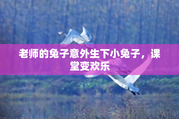 老师的兔子意外生下小兔子，课堂变欢乐