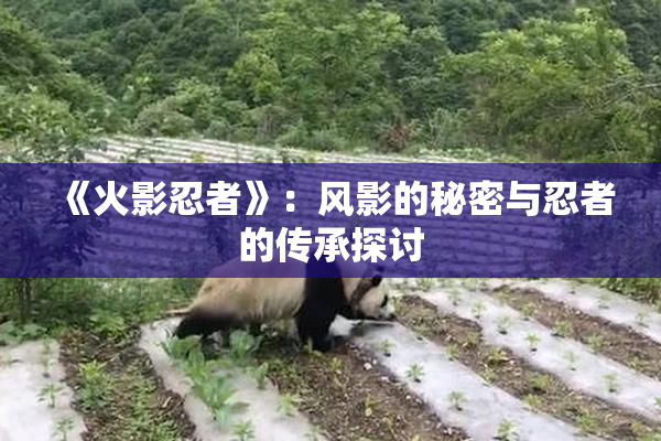 《火影忍者》：风影的秘密与忍者的传承探讨