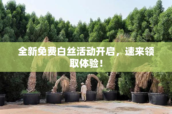 全新免费白丝活动开启，速来领取体验！