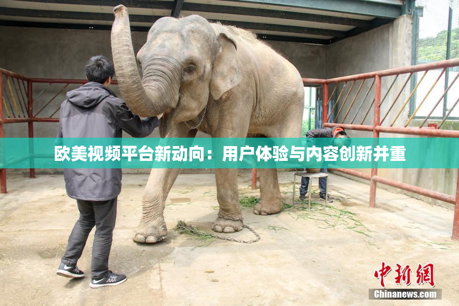 欧美视频平台新动向：用户体验与内容创新并重
