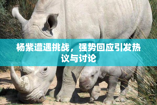 杨紫遭遇挑战，强势回应引发热议与讨论