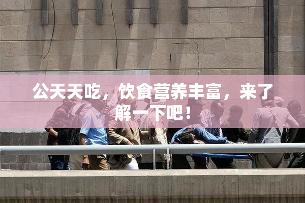 公天天吃，饮食营养丰富，来了解一下吧！