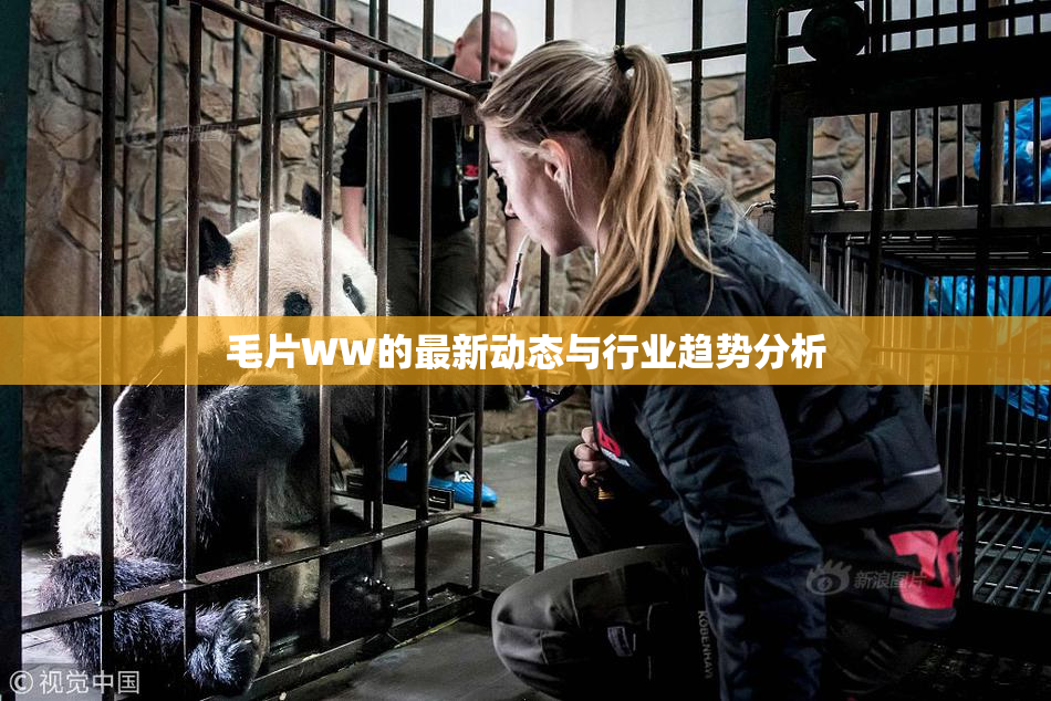 毛片WW的最新动态与行业趋势分析