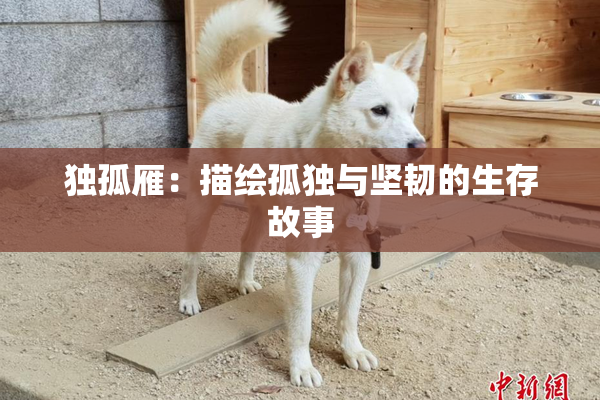 独孤雁：描绘孤独与坚韧的生存故事