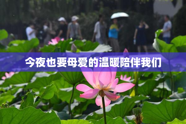 今夜也要母爱的温暖陪伴我们