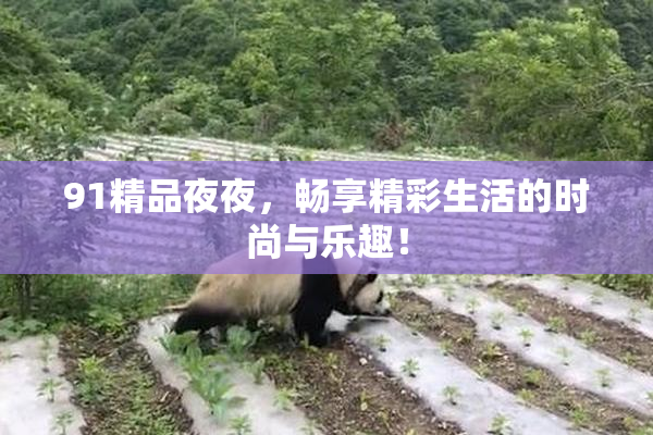 91精品夜夜，畅享精彩生活的时尚与乐趣！