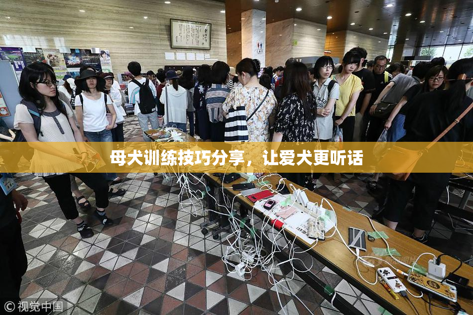 母犬训练技巧分享，让爱犬更听话