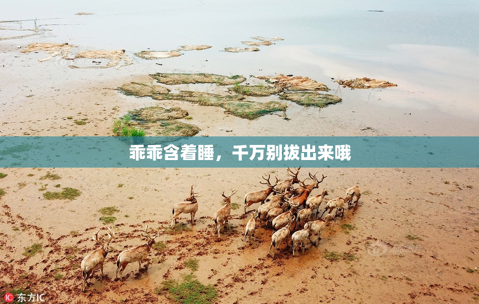 乖乖含着睡，千万别拔出来哦
