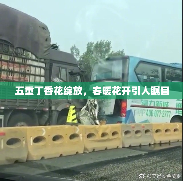 五重丁香花绽放，春暖花开引人瞩目