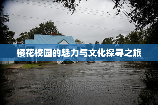 樱花校园的魅力与文化探寻之旅