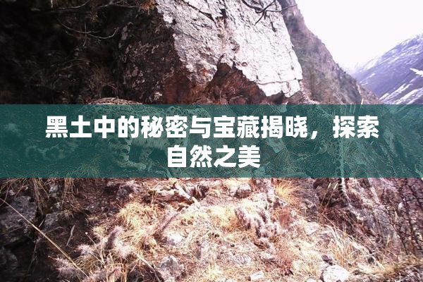 黑土中的秘密与宝藏揭晓，探索自然之美
