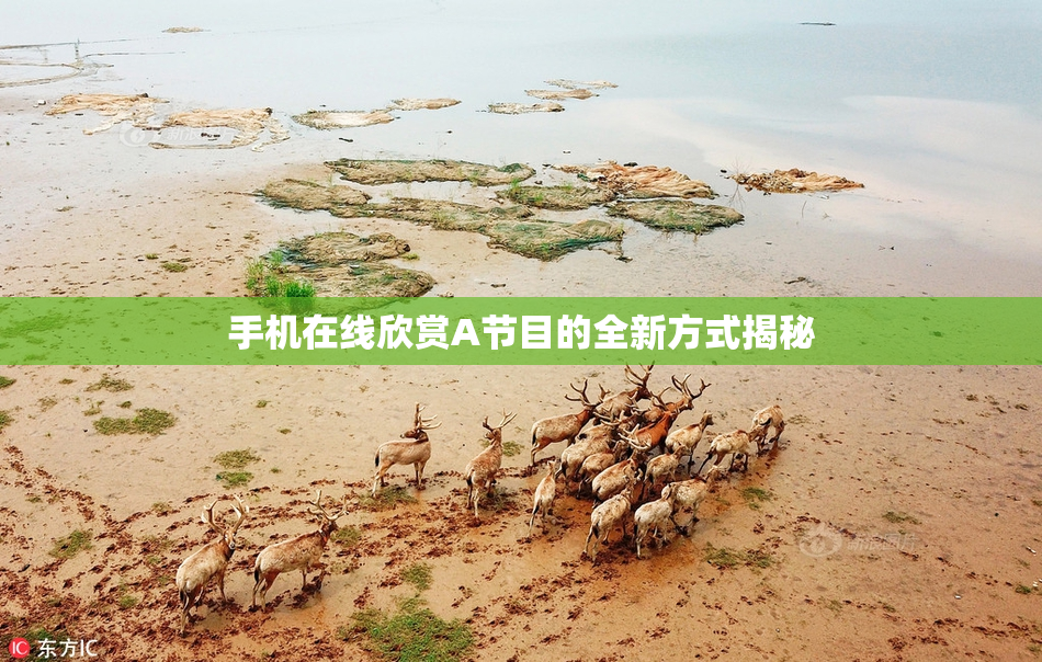 手机在线欣赏A节目的全新方式揭秘