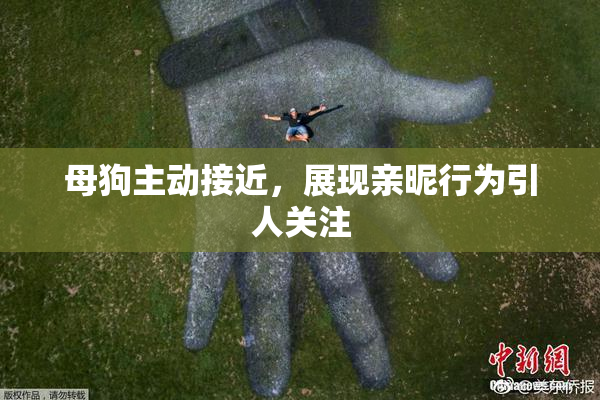 母狗主动接近，展现亲昵行为引人关注