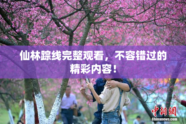 仙林踪线完整观看，不容错过的精彩内容！