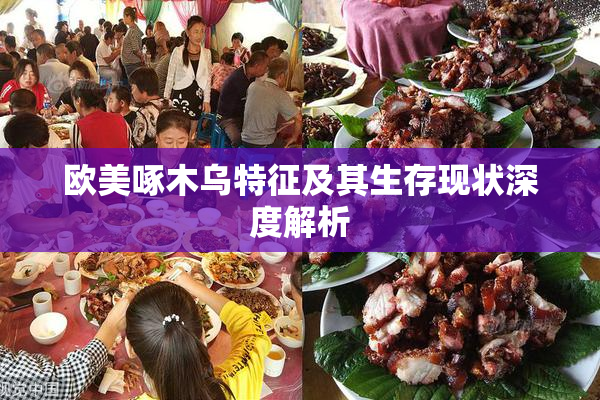 欧美啄木乌特征及其生存现状深度解析