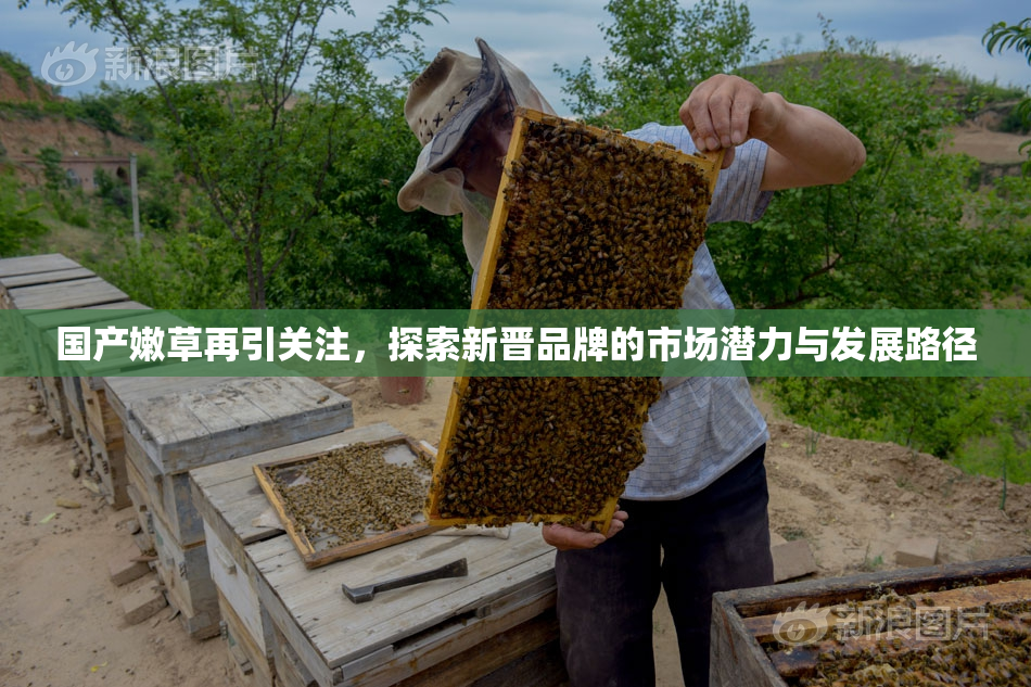 国产嫩草再引关注，探索新晋品牌的市场潜力与发展路径