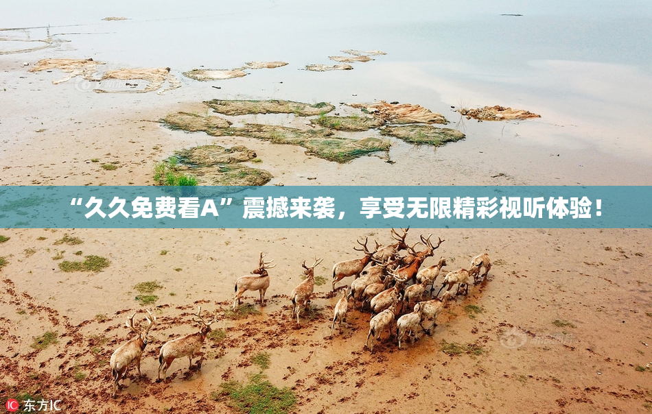 “久久免费看A”震撼来袭，享受无限精彩视听体验！