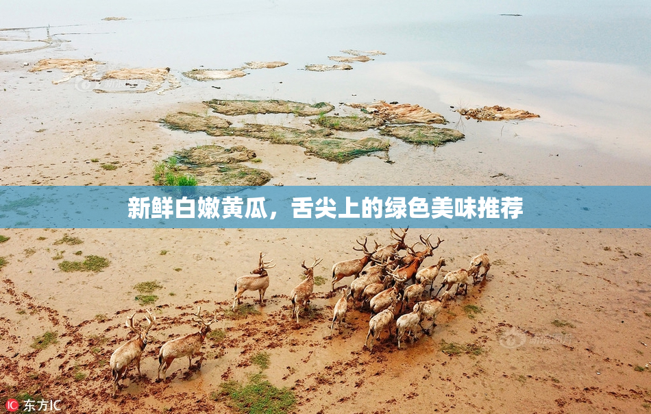 新鲜白嫩黄瓜，舌尖上的绿色美味推荐