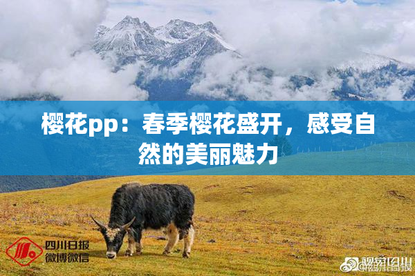 樱花pp：春季樱花盛开，感受自然的美丽魅力