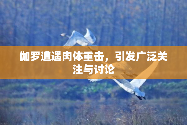 伽罗遭遇肉体重击，引发广泛关注与讨论