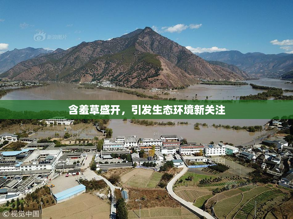 含羞草盛开，引发生态环境新关注
