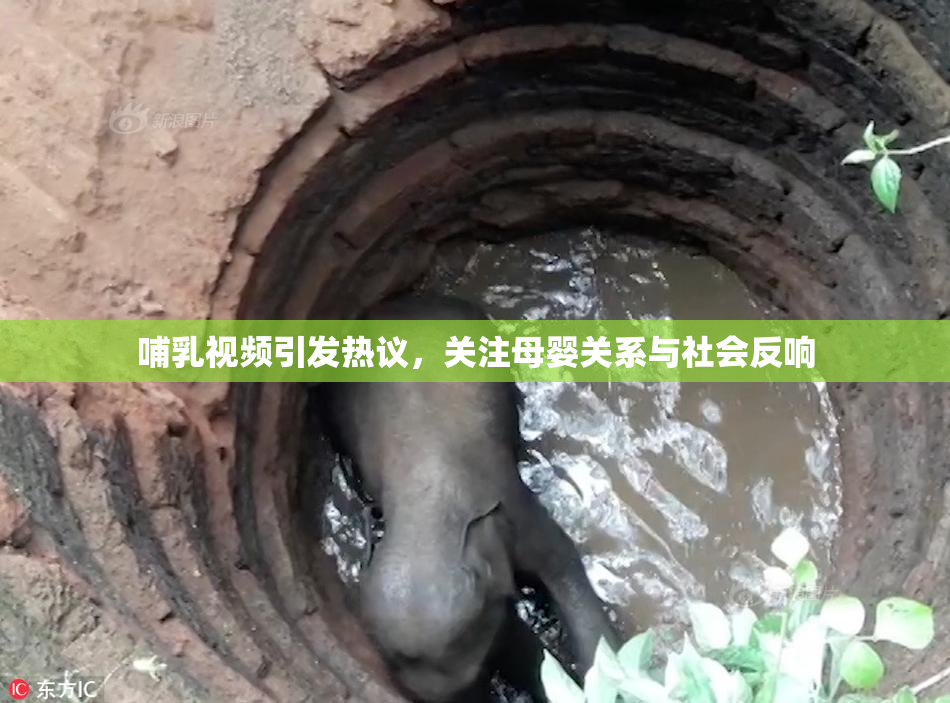 哺乳视频引发热议，关注母婴关系与社会反响
