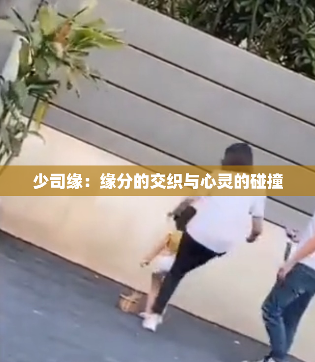 少司缘：缘分的交织与心灵的碰撞