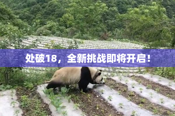 处破18，全新挑战即将开启！