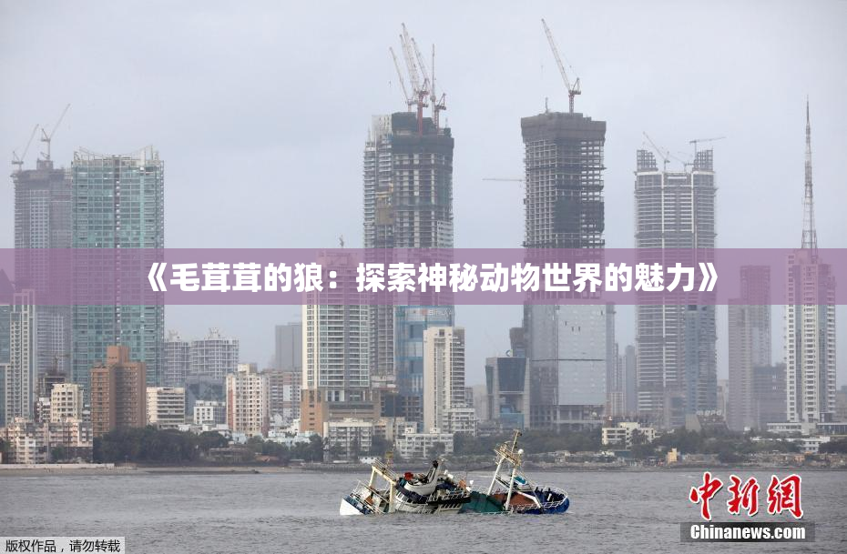 《毛茸茸的狼：探索神秘动物世界的魅力》