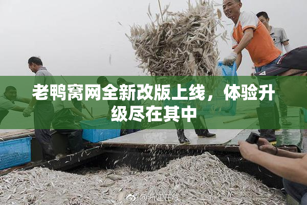 老鸭窝网全新改版上线，体验升级尽在其中
