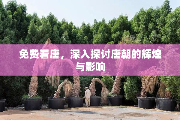 免费看唐，深入探讨唐朝的辉煌与影响