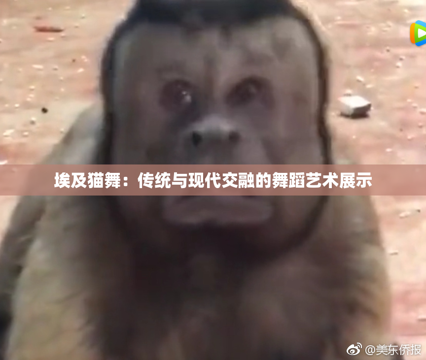 埃及猫舞：传统与现代交融的舞蹈艺术展示
