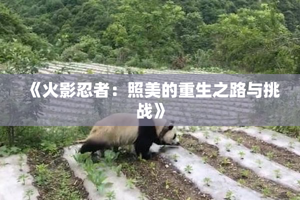 《火影忍者：照美的重生之路与挑战》