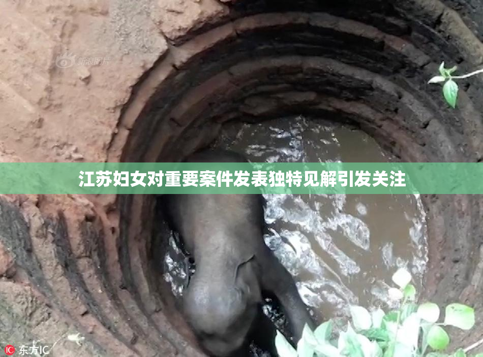 江苏妇女对重要案件发表独特见解引发关注