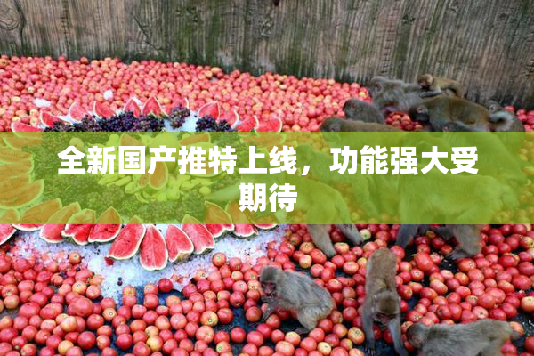 全新国产推特上线，功能强大受期待