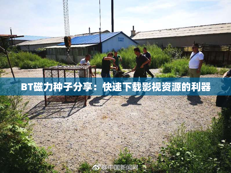 BT磁力种子分享：快速下载影视资源的利器