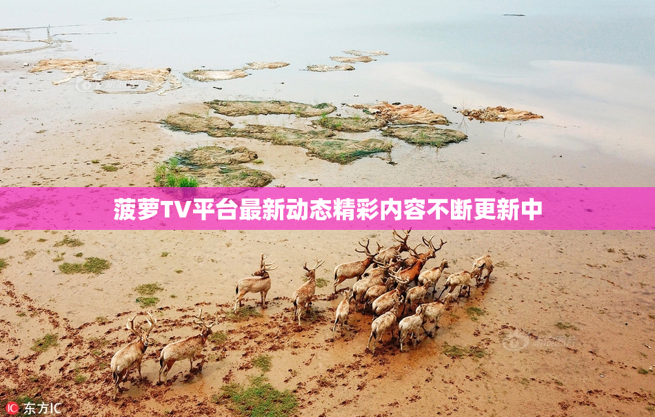 菠萝TV平台最新动态精彩内容不断更新中