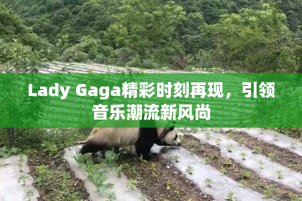 Lady Gaga精彩时刻再现，引领音乐潮流新风尚