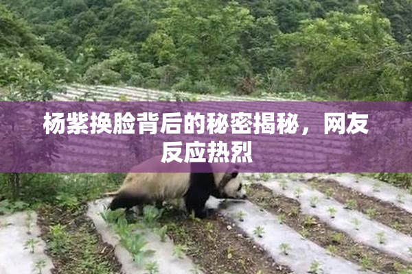 杨紫换脸背后的秘密揭秘，网友反应热烈