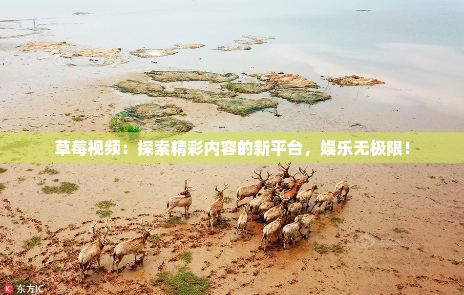 草莓视频：探索精彩内容的新平台，娱乐无极限！