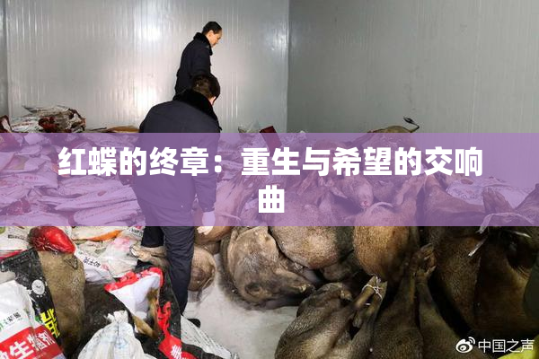红蝶的终章：重生与希望的交响曲
