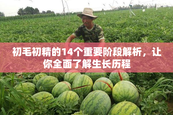 初毛初精的14个重要阶段解析，让你全面了解生长历程