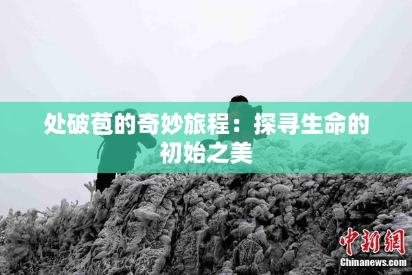 处破苞的奇妙旅程：探寻生命的初始之美