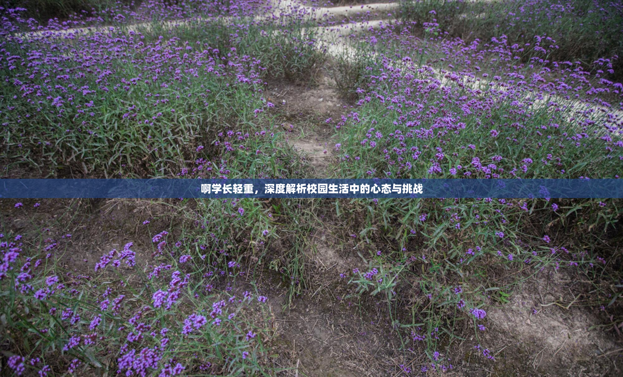 啊学长轻重，深度解析校园生活中的心态与挑战